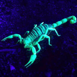 Scorpion in black light