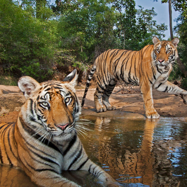 National Geographic Live! On the Trail of Big Cats