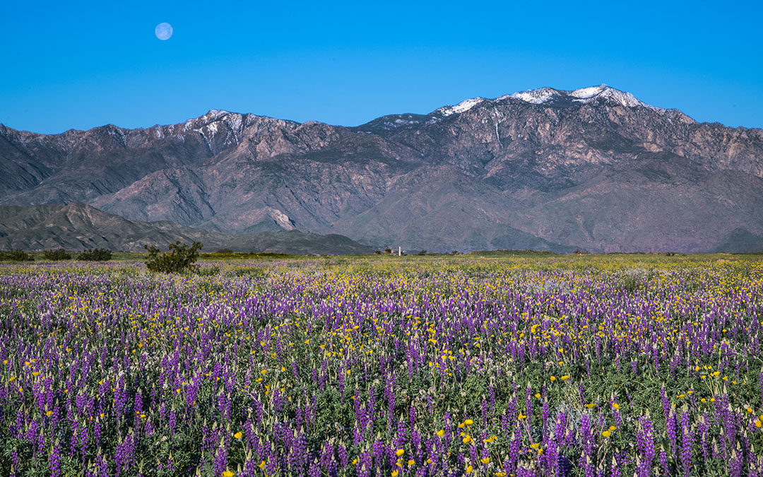 Wildflowers in the Valley
