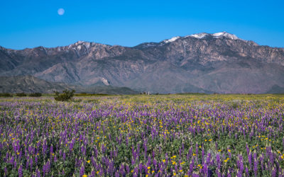 Wildflowers in the Valley