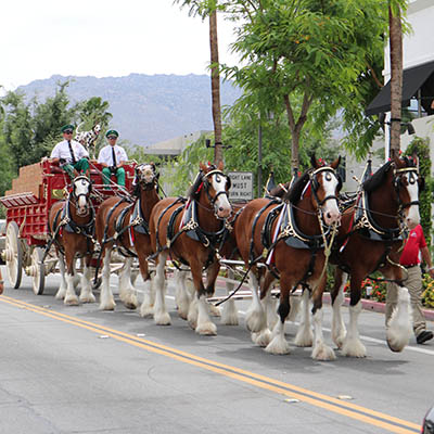 Budweiser Clydesdale team outside Daily Grill Palm Desert